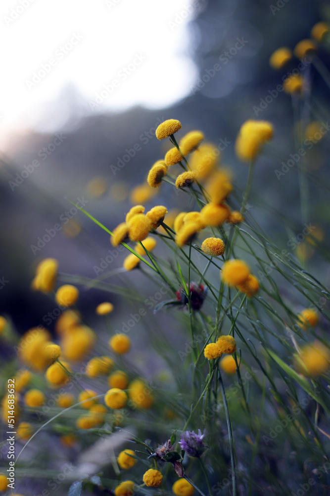 Obraz premium flores silvestres del campo