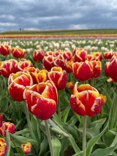 Bright red tulips at farm on cloudy day