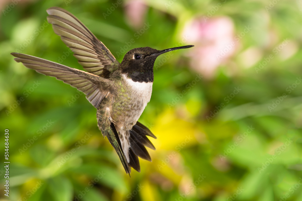Naklejka premium Black-Chinned Hummingbird Searching for Nectar in the Green Garden