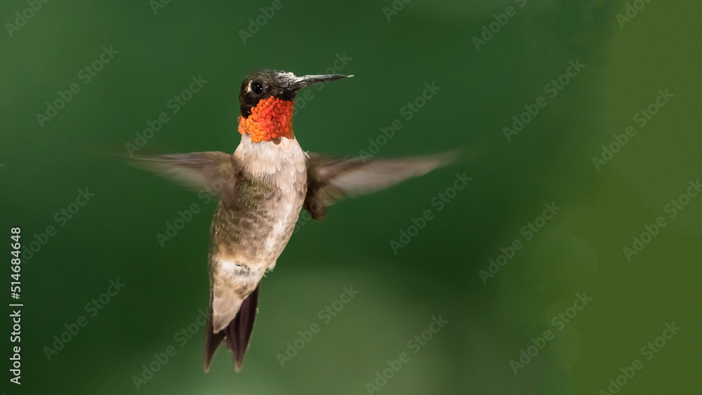 Naklejka premium Ruby Throated Hummingbird Hovering in the Green Forest