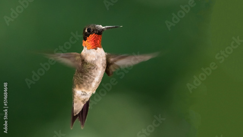 Ruby Throated Hummingbird Hovering in the Green Forest