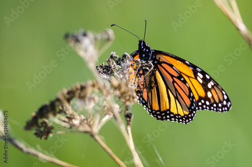 Monarch Butterfly Resting on a Dried Desert Flower © rck
