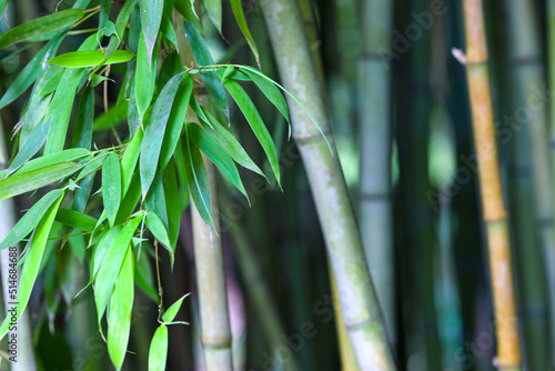 Bamboo forest and leaf, green nature background