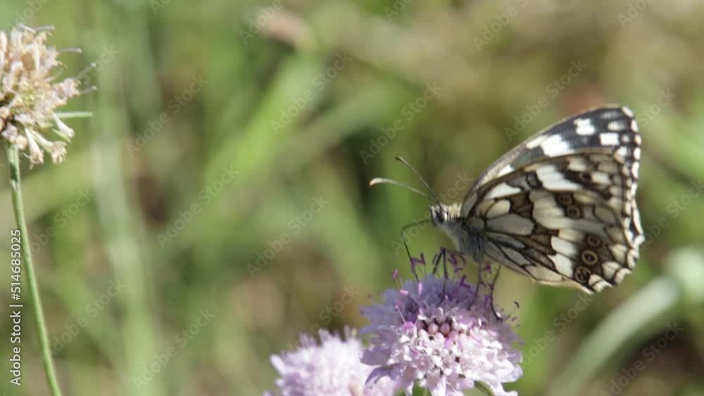 papillon L'Échiquier de Russie en gros plan sur une fleur papillon L'Échiquier de Russie en gros plan sur une fleur