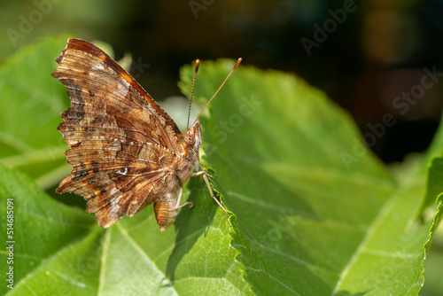 Comma butterfly (Polygonia c-album),  close-up. Place for text. © Oksana