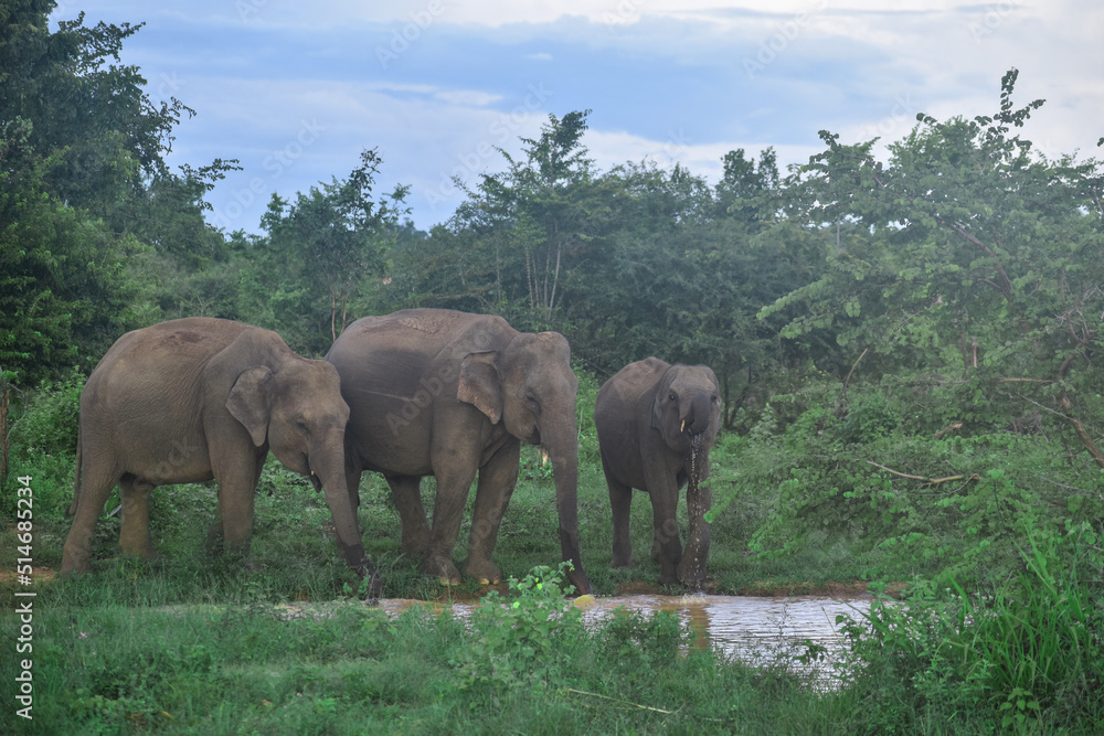 Obraz premium Elephants drinking water