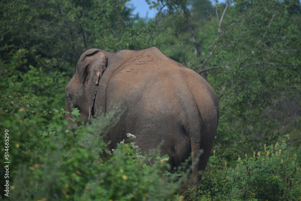 Fototapeta premium Bull Elephant in the jungle