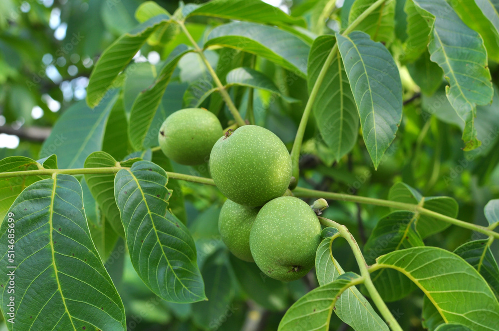 On a tree branch is a walnut that ripens with a green shell On a tree branch is a walnut that ripens with a green shell