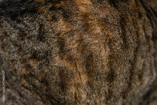 Obraz na plátně Cat tabby fur texture