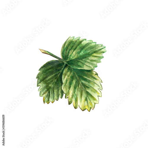 Single green strawberry leaf isolated on white background. Watercolor illustration