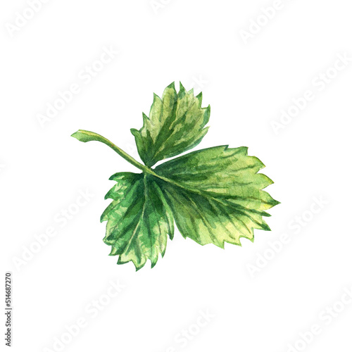 Strawberry green leaf, watercolor hand-drawn illustration isolated on a white background