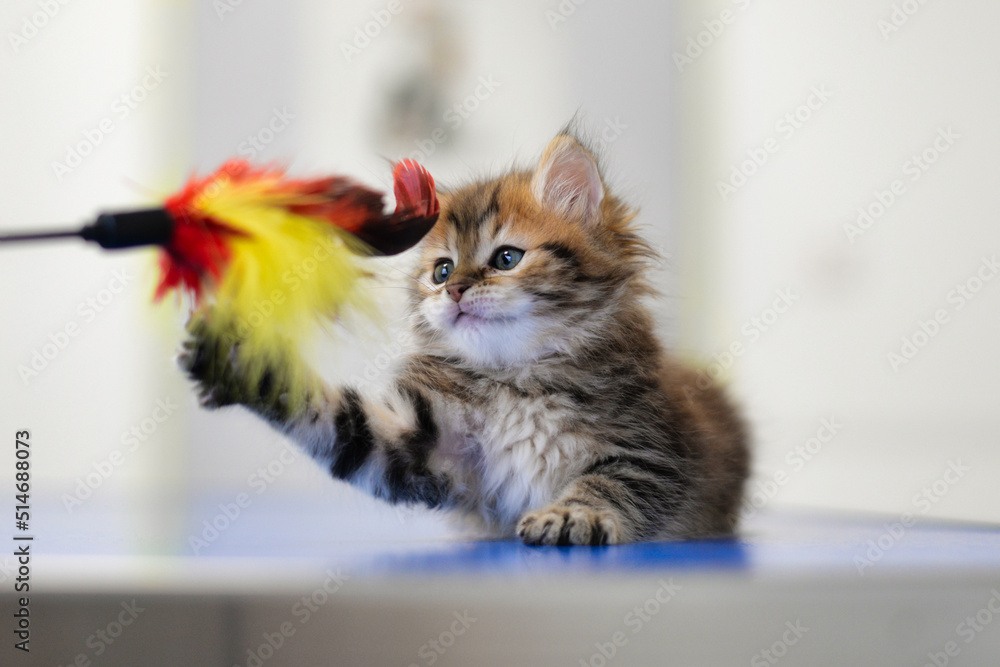 chaton de 6 semaines en train de jouer avec un plumeau