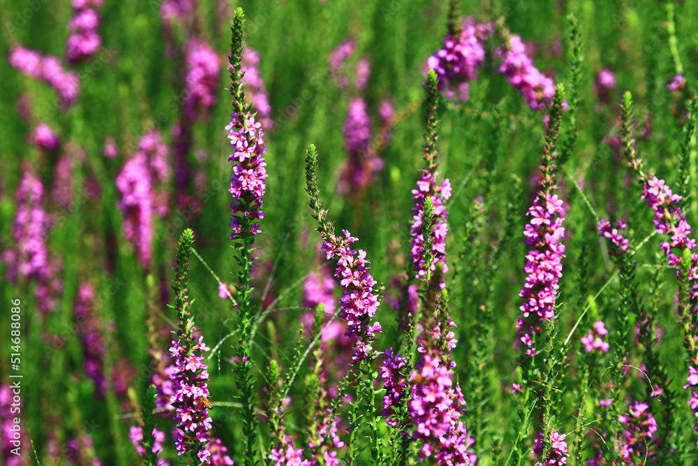 beautiful view of blooming Spiked Loosestrlfe(Purple Lythrum) flowers,close-up of purple flowers blooming in the garden
beautiful view of blooming Spiked Loosestrlfe(Purple Lythrum) flowers,close-up of purple flowers blooming in the garden