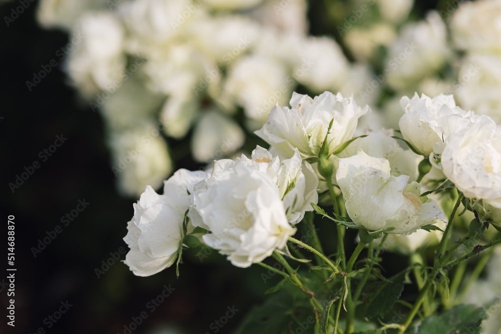 Rose flower on blurry background in the garden of roses. Nature. Rose flower on blurry background in the garden of roses. Nature.