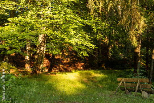 kleine Lichtung im Wald mit einer Bank in der Abendsonne