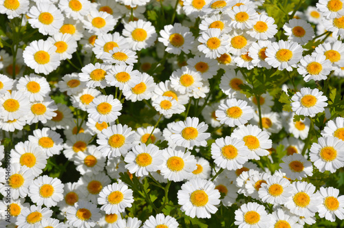 Little white daisy beauties