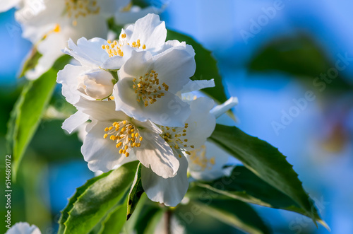 Blossoming flowers of Jasmine tree (Jasminum officinale), summer, Europe. White jasmine tree belongs to the genus Jasminum that numbering around 200 species. Selective focus on petals 