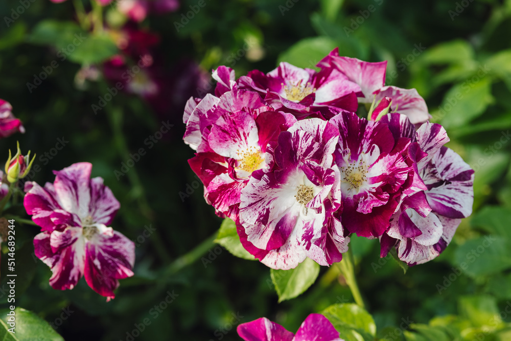 Fototapeta premium Rose flower on blurry background in the garden of roses. Nature.