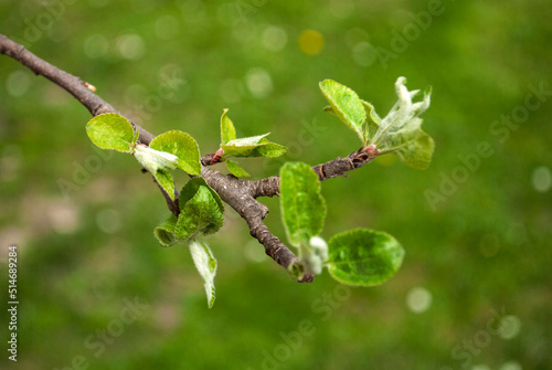 The first leaves of the apple tree in early spring. Green shoots on the branches of the apple trees on blurred background close-up