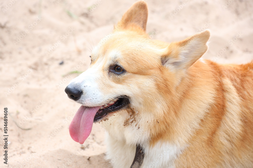Photo of a welsh corgi close-up in nature Photo of a welsh corgi close-up in nature