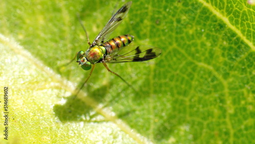 Long-legged fly on a leaf in a field in Cotacachi, Ecuador