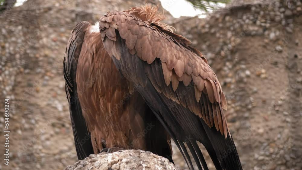Griffon vulture walks on a branch, you can see the whole body, he hid his head with a wing and sits with his back to the camera, the concept of wildlife predators and orderlies of nature Griffon vulture walks on a branch, you can see the whole body, he hid his head with a wing and sits with his back to the camera, the concept of wildlife predators and orderlies of nature