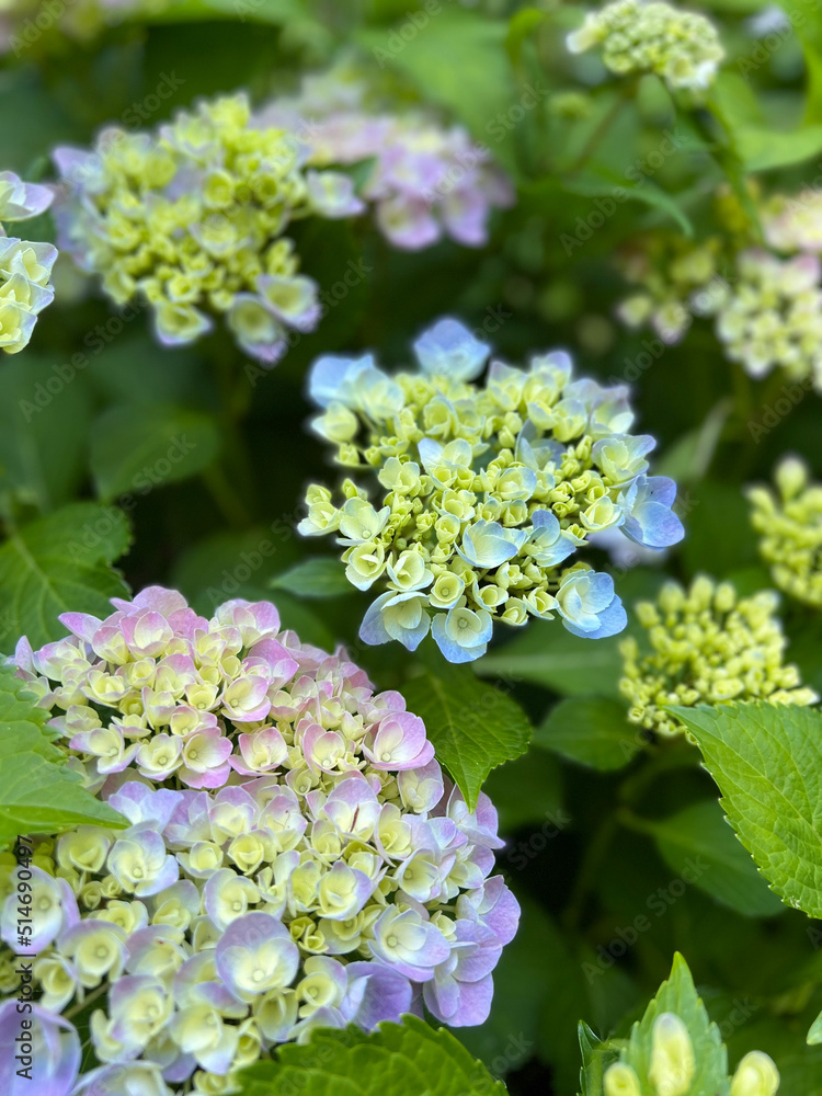 blue, pink flowers Hydrangea blue, pink flowers Hydrangea