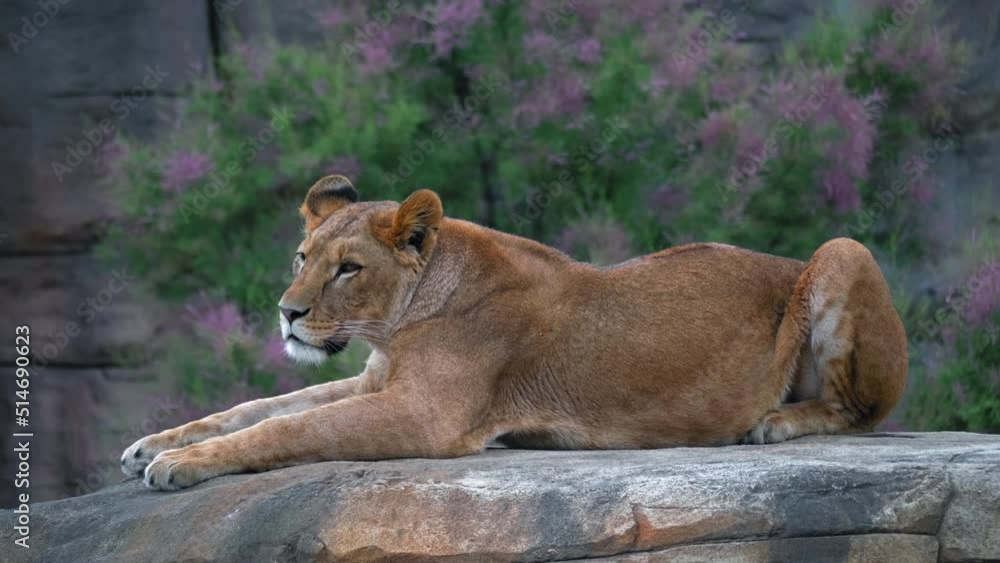 Proud lioness sits on a cliff and looks at the camera, back against the background of pink flowers, the concept of animal dominance, rest relaxation Proud lioness sits on a cliff and looks at the camera, back against the background of pink flowers, the concept of animal dominance, rest relaxation