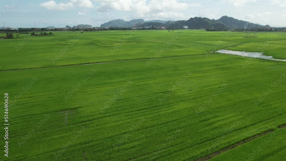The Paddy Rice Fields of Kedah and Perlis, Malaysia The Paddy Rice Fields of Kedah and Perlis, Malaysia