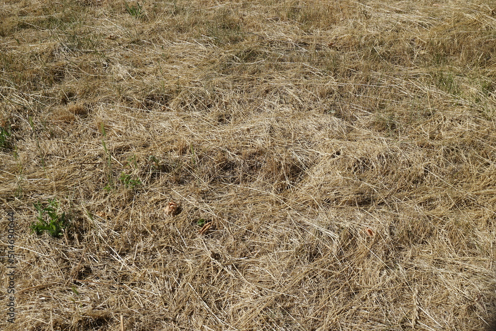 Vertrocknete beige-braune Grasfläche im Sommer Vertrocknete beige-braune Grasfläche im Sommer