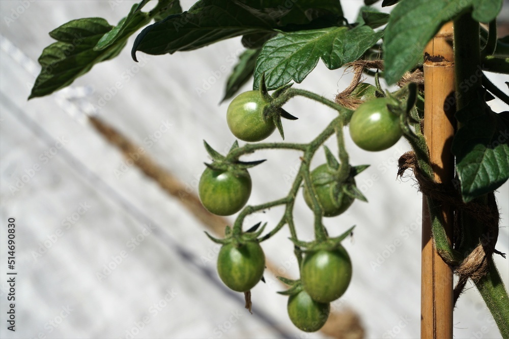 Tomatenpflanze mit kleinen grünen Tomaten im Garten im Sommer