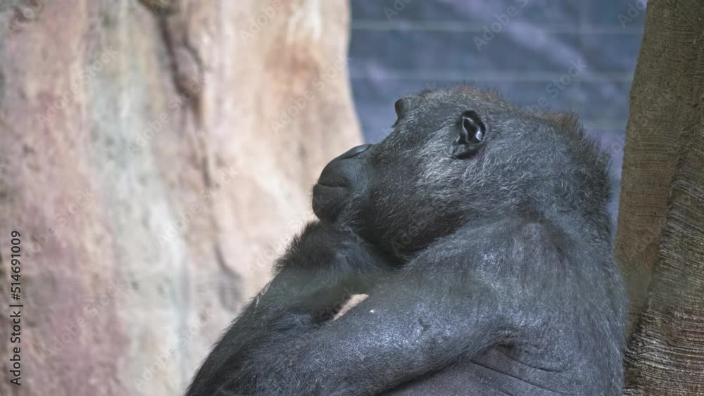 A lonely gorilla sits and is bored and looks at the camera and around, she is very sad and thinks about something, the concept of primate life A lonely gorilla sits and is bored and looks at the camera and around, she is very sad and thinks about something, the concept of primate life