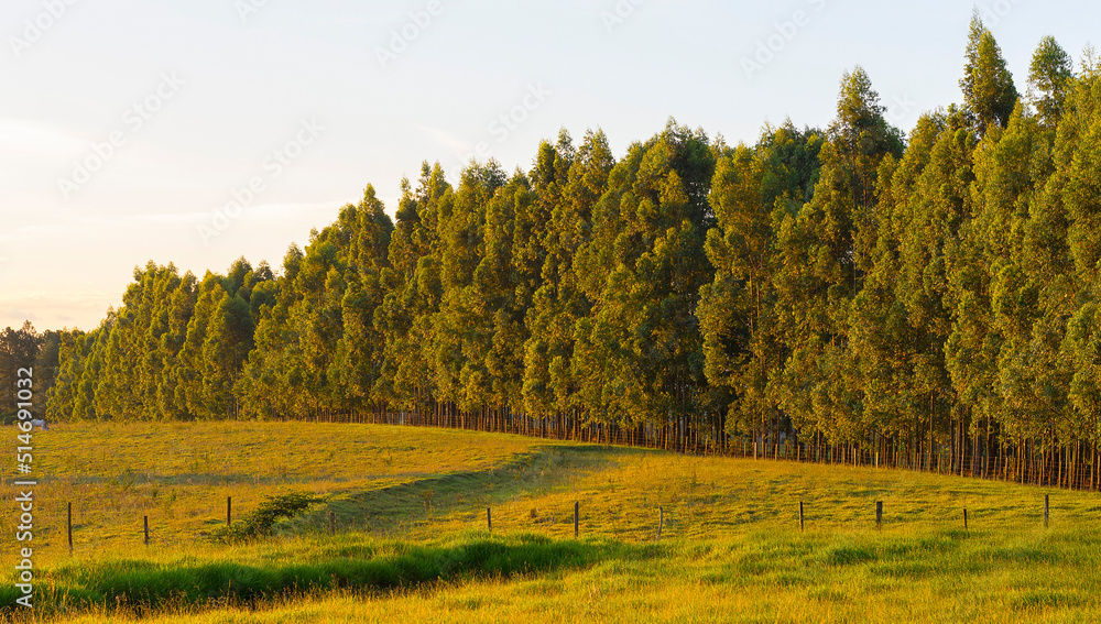Row of eucalyptus on a sunny day