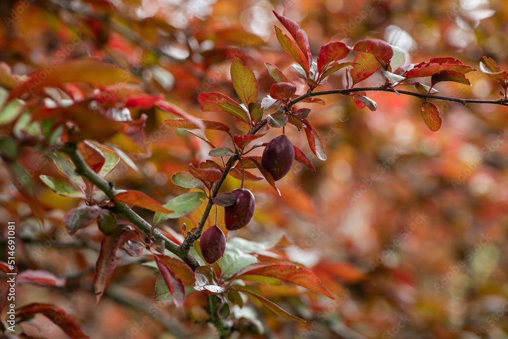 plum branch with fruits on a cloudy rainy day, agriculture and business