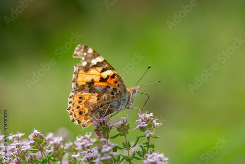 Vanessa cardui butterfly in violet flowers macro insect nature close up summer © Serhii