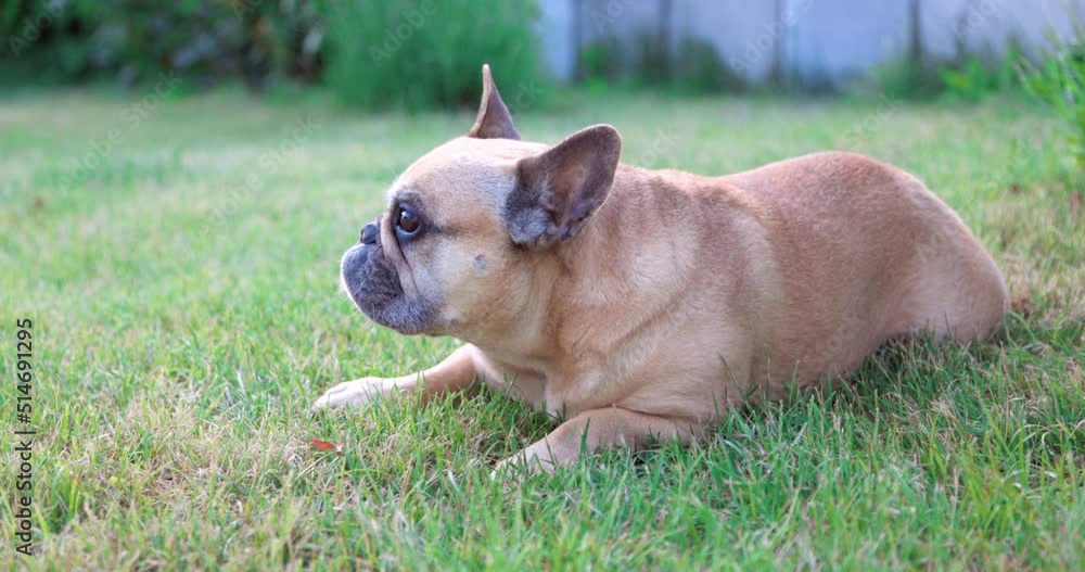 cute fawn french bulldog resting in his garden near the house. High quality 4k footage cute fawn french bulldog resting in his garden near the house. High quality 4k footage