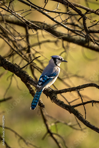 bluejay perched on a woody branch © Justin Mueller