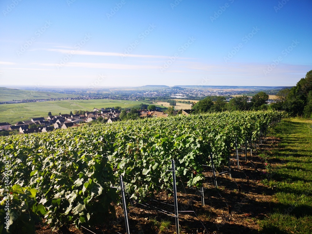 Vineyards in Hautvillers, Marne, Champagne, France