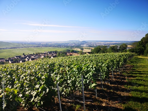 Vineyards in Hautvillers, Marne, Champagne, France photo