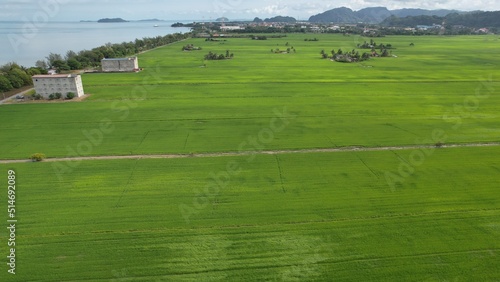 The Paddy Rice Fields of Kedah and Perlis, Malaysia © Julius