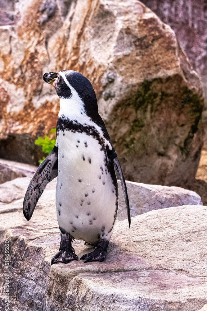 Obraz premium Humboldt penguin (Spheniscus humboldti) is a medium-sized penguin from South America