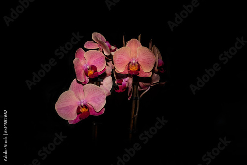 Orchidea na czarnym tle.