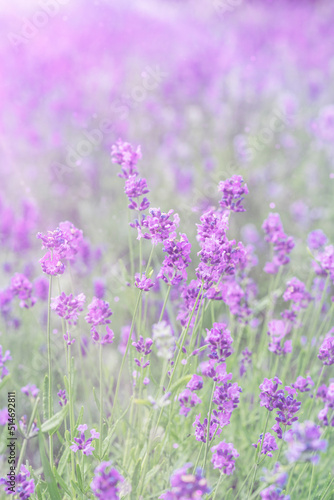 Nature background with Lavender flowers. Field of blooming lavender flowers