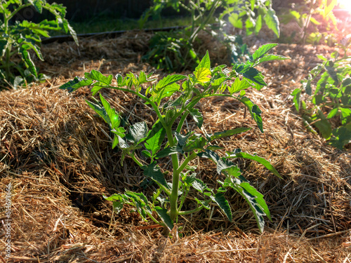 Tomato seedlings mulched with straw or dry grass. The concept of organic farming, ecological products