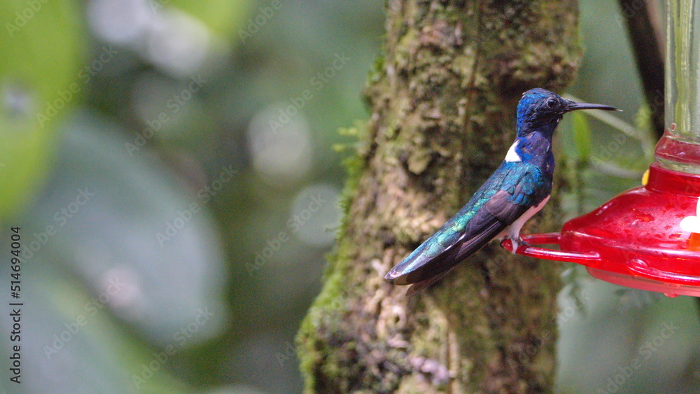 Obraz premium White-necked jacobin (Florisuga mellivora) perched on a hummingbird feeder in Mindo, Ecuador