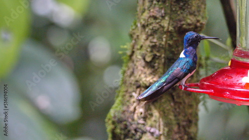 White-necked jacobin (Florisuga mellivora) perched on a hummingbird feeder in Mindo, Ecuador