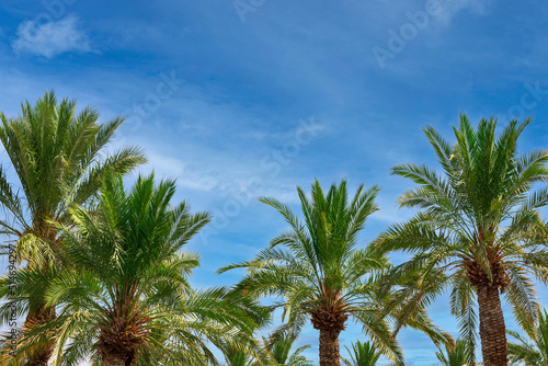 Wallpaper Mural Date palms. Looking up at the tops of palm tree in sunlight. Green palm branches in the blue sky background with copy space, creative summer design, template. View of palm trees against tropical sky Torontodigital.ca