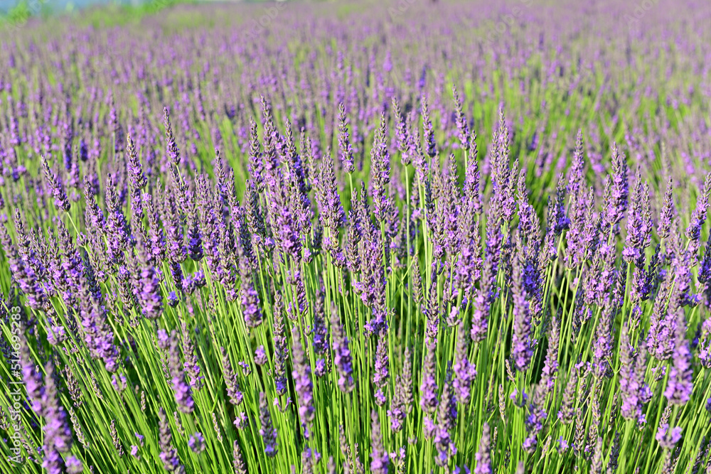 The lavender fields in this town are just lovely