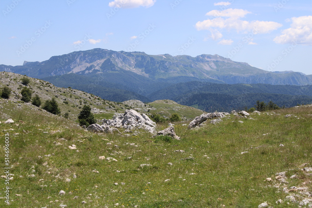 Fototapeta premium alpine meadow in the mountains
