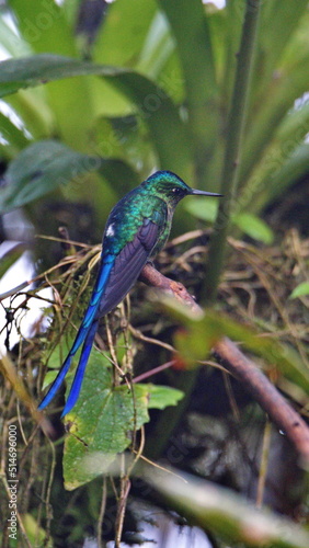 Violet-tailed Sylph (Aglaiocercus colestris) perched on a branch in Mindo, Ecuador